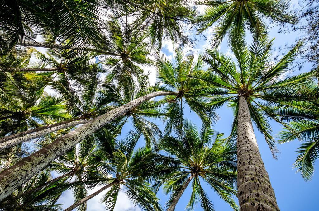Cairns Beaches Flashpackers Palm Cove Eksteriør bilde