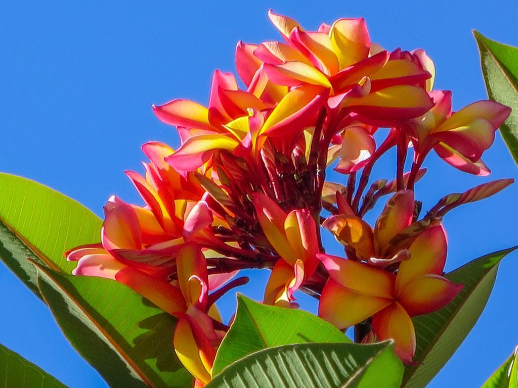 Cairns Beaches Flashpackers Palm Cove Eksteriør bilde